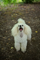 Picture of white miniature poodle sitting in a forest scenery