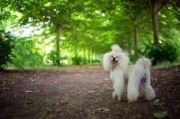 Picture of white miniature poodle standing on a path in a beautiful forest scenery
