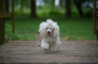 Picture of white miniature poodle walking on a wooden bridge