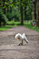Picture of white miniature poodle walking on a path in a beautiful forest scenery