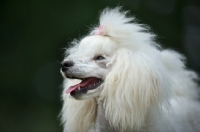 Picture of white miniature poodle