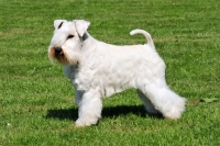 Picture of white miniature Schnauzer, side view