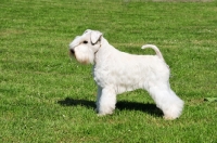 Picture of white miniature Schnauzer