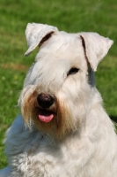 Picture of white miniature Schnauzer