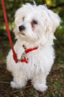 Picture of white mongrel dog on red leash