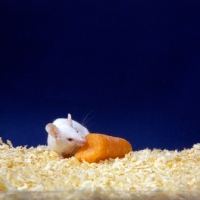 Picture of white mouse eating a carrot