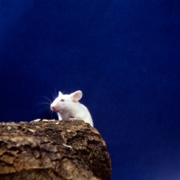Picture of white mouse on a log