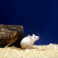 Picture of white mouse with wood shavings bedding and log of wood
