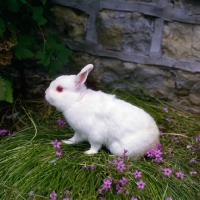 Picture of white netherland dwarf rabbit in a garden