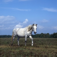Picture of white new forest mare walking in the new forest