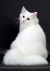 Picture of White Norwegian Forest Cat back view