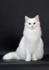 Picture of White Norwegian Forest Cat, front view
