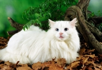 Picture of white Norwegian Forest cat in autumn leaves