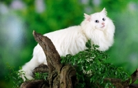 Picture of white Norwegian Forest cat in woodland scene