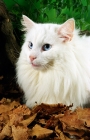Picture of white Norwegian Forest cat lying down in woodland scene