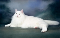 Picture of white Norwegian Forest cat lying down on dark blue background