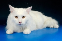 Picture of white norwegian forest cat lying down