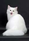 Picture of White Norwegian Forest Cat meowing