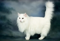 Picture of white Norwegian Forest cat on dark blue background, tail up