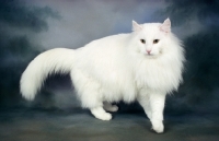 Picture of white Norwegian Forest cat on dark blue background