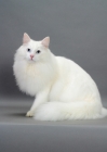 Picture of white Norwegian Forest cat on grey background