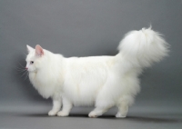 Picture of white Norwegian Forest cat side view, on grey background