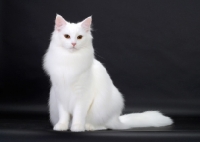 Picture of White Norwegian Forest Cat sitting down