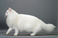 Picture of white Norwegian Forest cat strutting