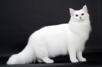 Picture of White Norwegian Forest Cat