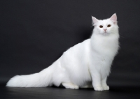 Picture of White Norwegian Forest Cat