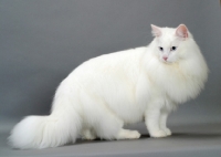 Picture of white Norwegian Forest cat
