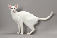 Picture of White Odd Eye Oriental Shorthair cat, looking at camera