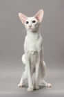 Picture of White Odd Eye Oriental Shorthair cat, front view