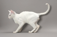 Picture of White Odd Eye Oriental Shorthair cat, side view on grey background
