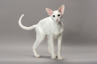 Picture of White Odd Eye Oriental Shorthair cat