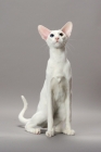 Picture of White Odd Eye Oriental Shorthair cat looking up
