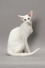 Picture of White Odd Eye Oriental Shorthair cat sitting on grey background