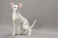 Picture of White Odd Eye Oriental Shorthair cat