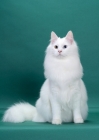 Picture of White Odd Eyed Norwegian Forest Cat