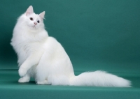 Picture of White Odd Eyed Norwegian Forest Cat