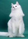 Picture of White Odd Eyed Norwegian Forest Cat