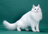 Picture of White Odd Eyed Norwegian Forest Cat