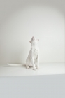 Picture of white oriental shorthair cat sitting and looking straight up