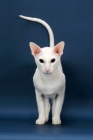 Picture of white Oriental Shorthair front view on blue background