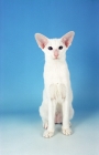 Picture of white Oriental Shorthair on blue background, front view