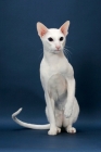 Picture of white Oriental Shorthair on blue background