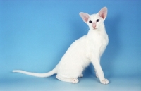 Picture of white Oriental Shorthair on blue background