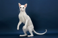 Picture of white Oriental Shorthair on hind legs, on blue background
