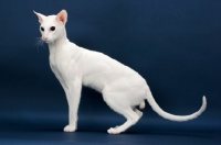 Picture of white Oriental Shorthair side view on blue background