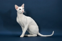 Picture of white Oriental Shorthair sitting on blue background